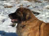 Inex hode.JPG (140943 byte)