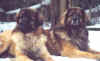 Kenzo & Mikado.jpg (12805 byte)