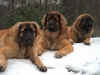 Odin, Xerox & Rebell 5.JPG (143692 byte)