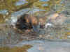 Villy bader frste gang.JPG (16099 byte)